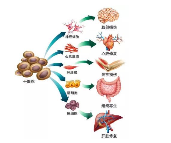 6项干细胞团体标准